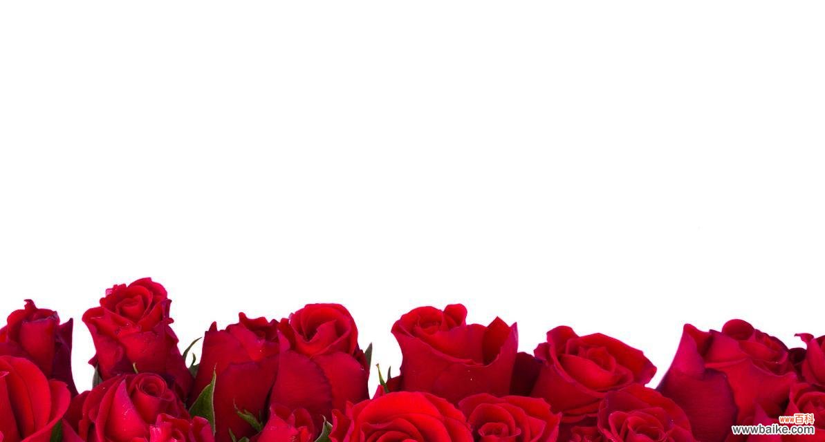 菩萨玫瑰花语有何特别之处?