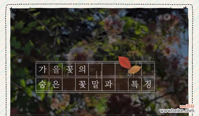 秋天的花语和寓意有哪些?