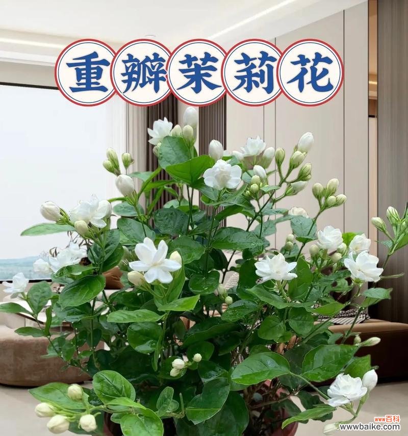 两面花树的花语具体指什么？