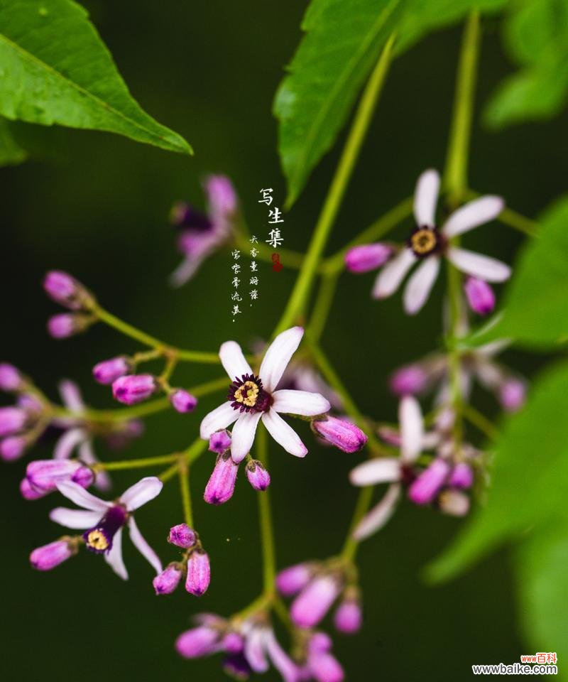 两面花树的花语具体指什么？