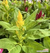 鸡冠花象征着什么？