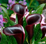 马蹄莲的花语是什么？马蹄莲代表了哪些美好寓意？