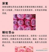 所有玫瑰花共同的花语是什么？代表了什么情感？