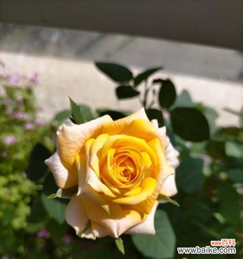 跨次元之爱用什么花语表达？