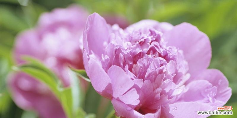 解读牡丹的寓意与文化内涵 牡丹