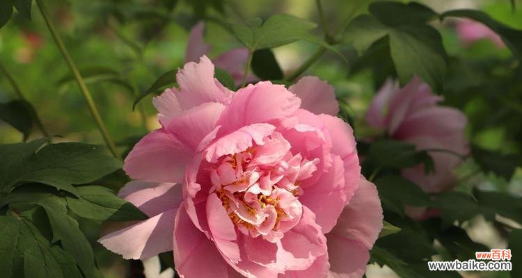 解读牡丹的寓意与文化内涵 牡丹