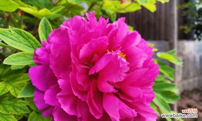 解读牡丹的寓意与文化内涵 牡丹