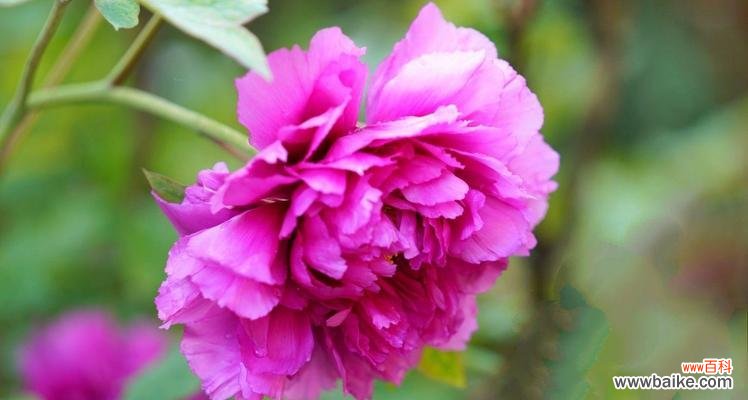 探寻牡丹花的独特意象与文化底蕴 牡丹花的象征意义与魅力