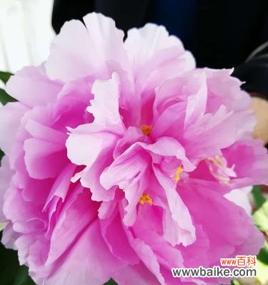 探寻牡丹花的独特意象与文化底蕴 牡丹花的象征意义与魅力