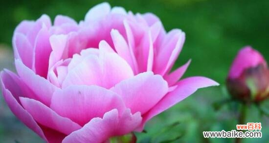 美丽与繁荣的象征——洋牡丹 洋牡丹的花语及意义解读