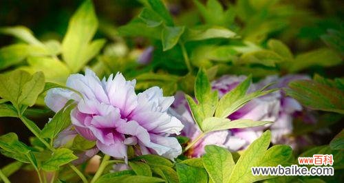 美丽与繁荣的象征——洋牡丹 洋牡丹的花语及意义解读