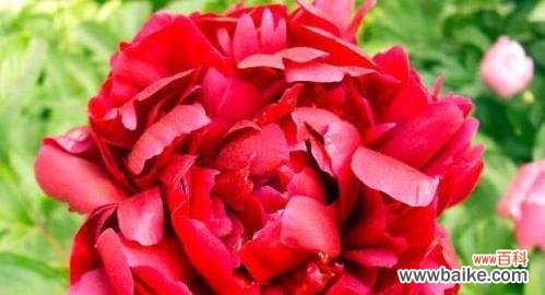 美丽与繁荣的象征——洋牡丹 洋牡丹的花语及意义解读