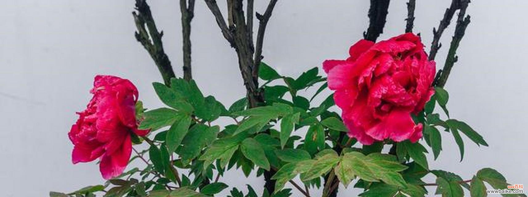 品味牡丹花的情感与象征，领悟生命的华丽与坚韧 牡丹花的寓意与花语——绽放华彩的美丽