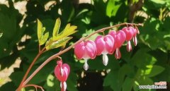 探索牡丹花的象征意义及美丽神话 牡丹花的花语与传说