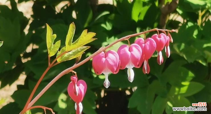 探索牡丹花的象征意义及美丽神话 牡丹花的花语与传说