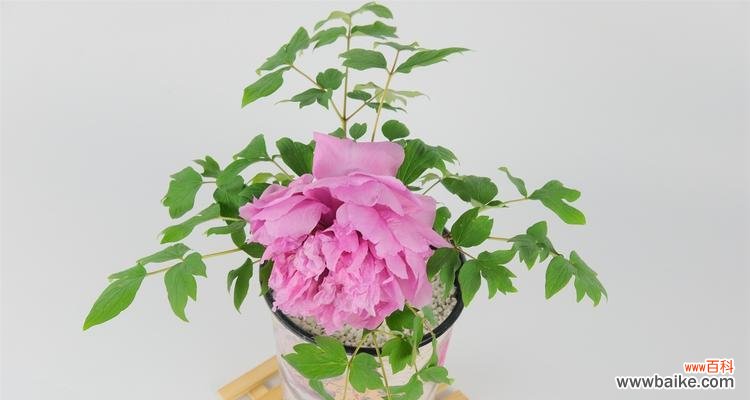 探索牡丹花的象征意义及美丽神话 牡丹花的花语与传说