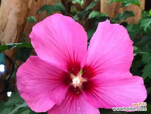 揭秘木槿花的吉祥之源与生命之意 木槿花的风水寓意与象征