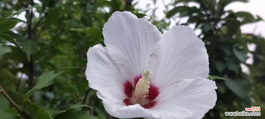 揭秘木槿花的吉祥之源与生命之意 木槿花的风水寓意与象征