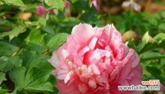 探寻牡丹花的深意，揭开花朵背后的象征意义 牡丹花的寓意与象征