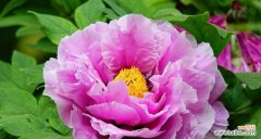 探寻牡丹花背后的象征意义和情感表达 牡丹花的寓意与花语