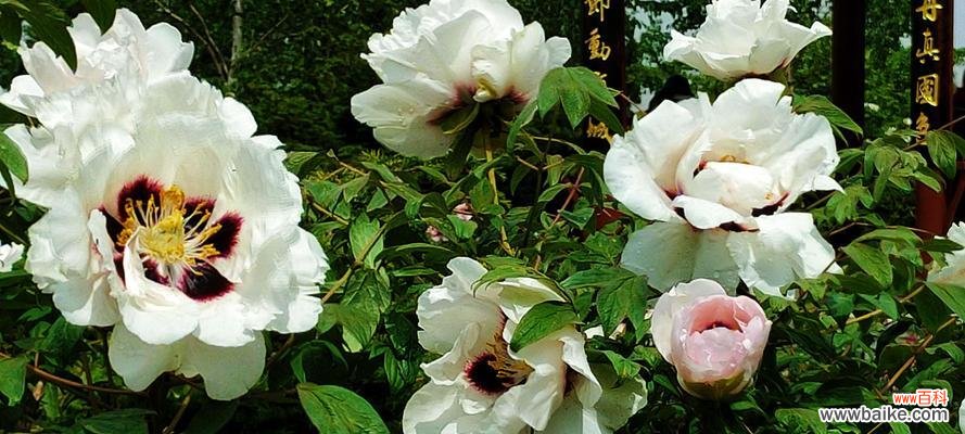 追寻牡丹花语的神秘之旅 牡丹花语与寓意