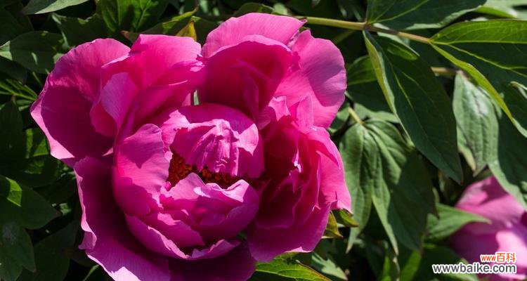 追寻牡丹花语的神秘之旅 牡丹花语与寓意