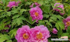 浪漫花园中的闪耀明星——野牡丹花语解读 探秘巴西野牡丹花语