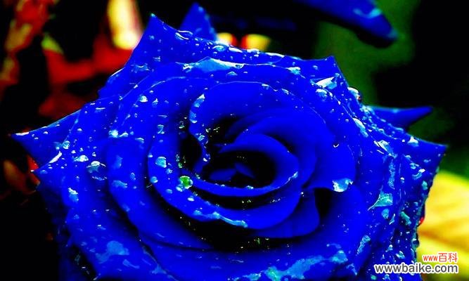 探寻紫玫瑰所传达的情感与象征 紫玫瑰的花语与意义