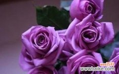 紫玫瑰的深层内涵与象征意义 紫玫瑰的寓意——优雅与神秘