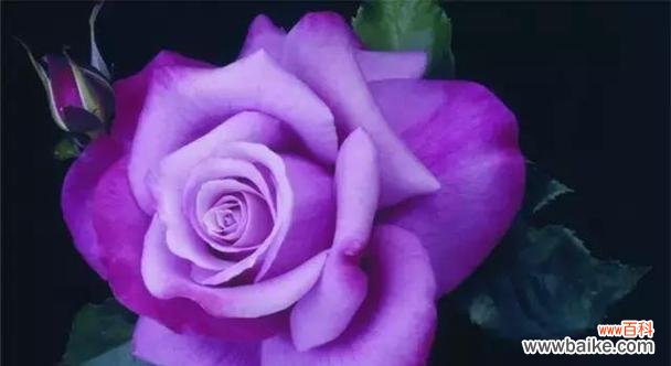 深情与神秘交织的紫玫瑰 紫玫瑰花语与寓意