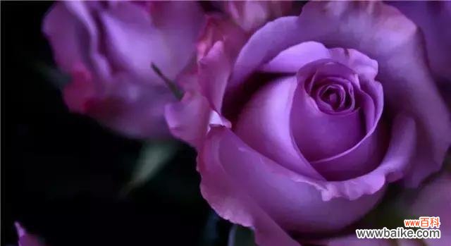 探索紫玫瑰的隐含信息 紫玫瑰花语及其象征意义