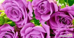 解读紫玫瑰传达的情感和寓意 紫玫瑰花语的深刻意义
