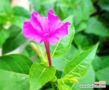 探寻紫茉莉花的花语 紫茉莉花语