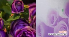 深情 紫色玫瑰的花语