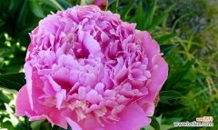 探寻紫色牡丹的神秘之美 紫色牡丹花的意义与象征