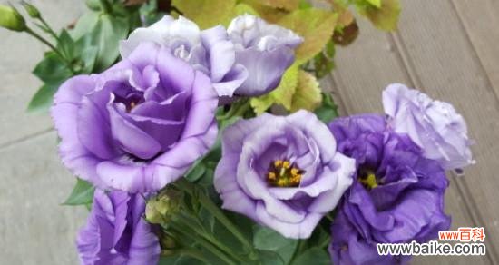 解读紫色洋桔梗的花语和象征意义 紫色洋桔梗花语与寓意