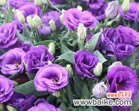 探寻洋桔梗花的神秘内涵 紫色洋桔梗的花语与寓意