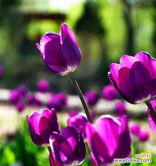 探寻紫色郁金香的美丽与含义 紫色郁金香的花语和象征