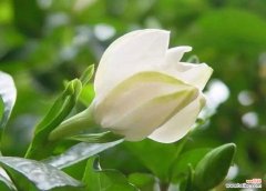 栀子花的花语是什么？它象征着什么？