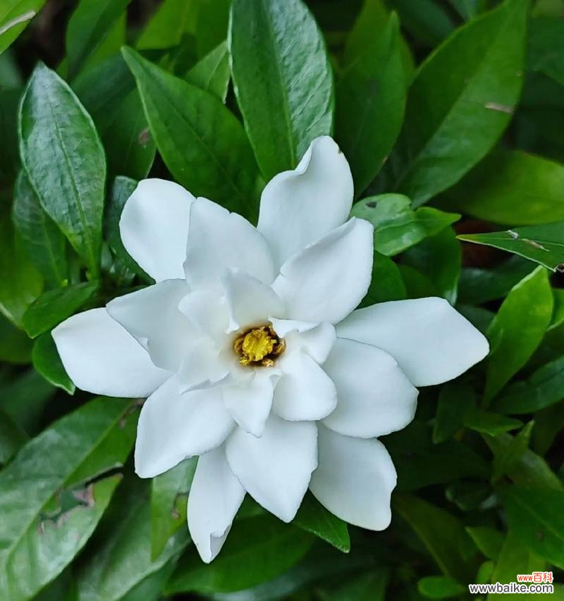 栀子花的花语是什么？它象征着什么？