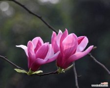 玉兰的花语和象征意义是什么？如何用玉兰表达情感？