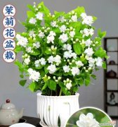 茉莉花语是否代表爱情？
