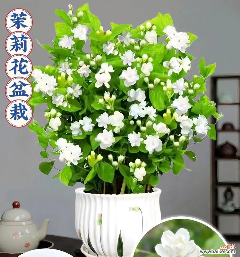 茉莉花语是否代表爱情？