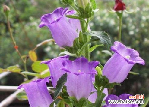 紫铃铛的花语是什么意思？紫铃铛代表了什么？