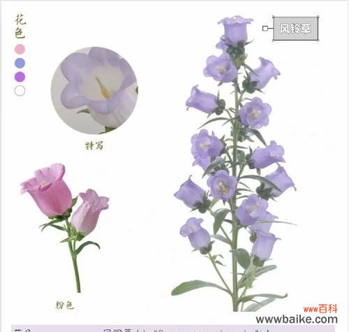 紫铃铛的花语是什么意思？紫铃铛代表了什么？
