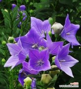 紫铃铛的花语是什么意思？紫铃铛代表了什么？