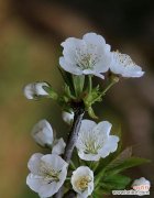 春风吹不尽的花语与哪个生肖相关？