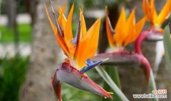 天堂鸟花语背后的故事是什么？