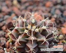 瑞云殿花语有何特别之处？