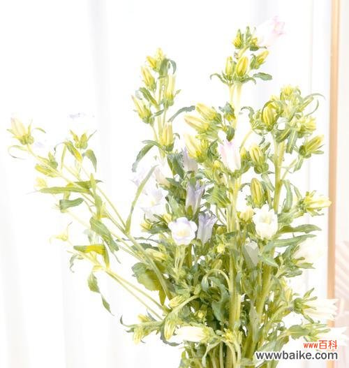 小草的花语有哪些特别之处？